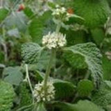 Institut Dr Josif Pancic Jp-ocajnica Herba 80gr