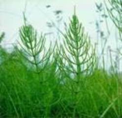 Institut Dr Josif Pancic Jp-rastavic Herba 50gr.