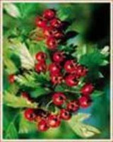 Institut Josif Pancic Caj Glog List Sa Cvetom 80g